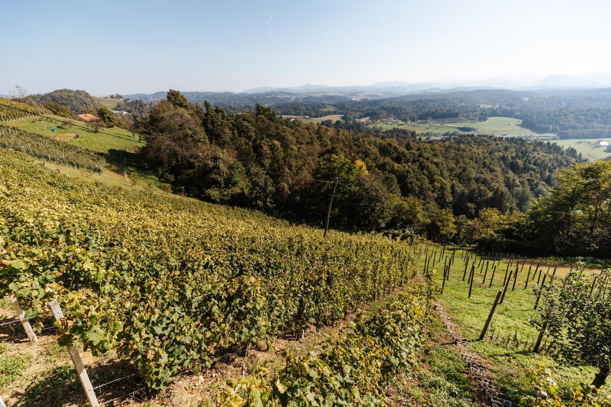 Vineyard Paradise Senica Dramlje ภายนอก รูปภาพ